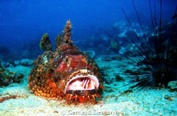 Stone - Fish, Anemon Reef by Gerhard Siemons 